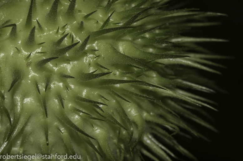 stanford bioblitz2019